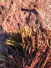 Furcellaria lumbricalis