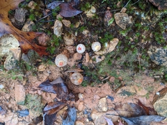Calostoma ravenelii