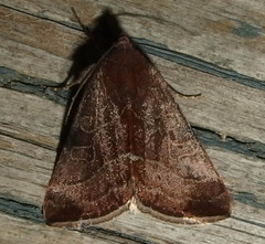 Galgula partita