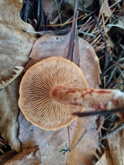 Cortinarius bolaris
