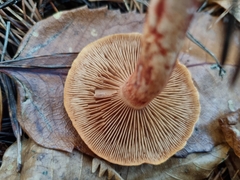 Cortinarius bolaris
