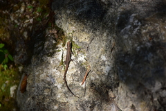 Algyroides nigropunctatus