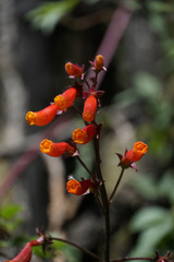 Eccremocarpus scaber