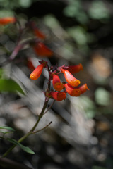 Eccremocarpus scaber