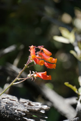 Eccremocarpus scaber