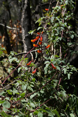 Eccremocarpus scaber