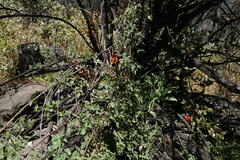 Eccremocarpus scaber