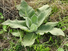 Verbascum pulverulentum