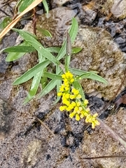 Solidago nemoralis