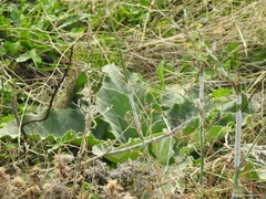 Verbascum pulverulentum