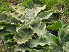 Verbascum pulverulentum
