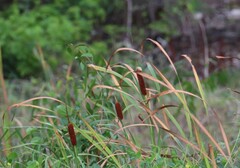 Typha orientalis