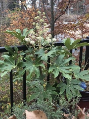 Fatsia