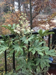 Fatsia