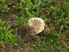 Saproamanita codinae