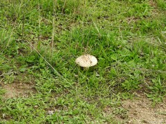 Saproamanita codinae