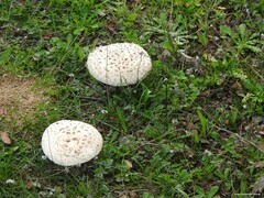 Saproamanita codinae