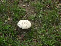 Saproamanita codinae