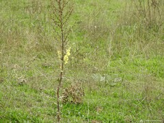 Verbascum pulverulentum