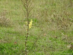 Verbascum pulverulentum