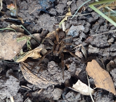 Lycosinae