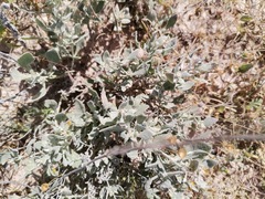 Nerisyrenia camporum