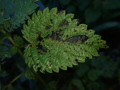 Pseudoperonospora urticae