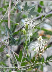 Clematis drummondii