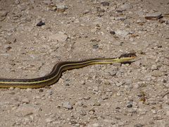Thamnophis proximus orarius