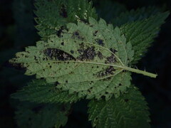 Pseudoperonospora urticae