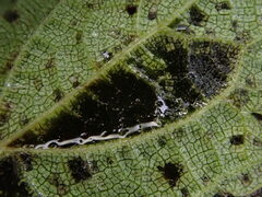 Pseudoperonospora urticae