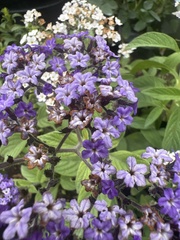 Heliotropium