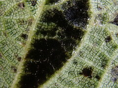 Pseudoperonospora urticae