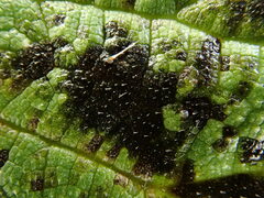 Pseudoperonospora urticae
