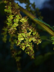 Pseudoperonospora urticae