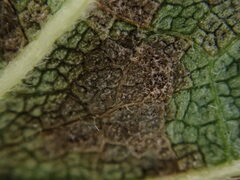 Pseudoperonospora urticae