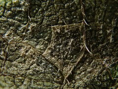 Pseudoperonospora urticae