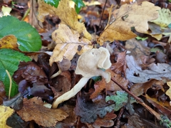 Helvella elastica