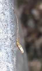 Tetragnatha extensa