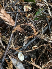 Gymnopus brassicolens