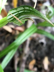 Pterostylis irsoniana