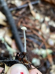 Roridomyces roridus