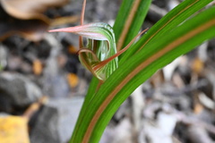 Pterostylis irsoniana
