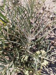 Asclepias brachystephana