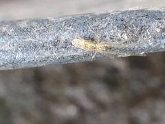 Tetragnatha extensa