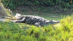 Crocodylus niloticus