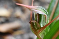 Pterostylis irsoniana