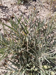 Asclepias brachystephana