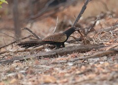 Centropus phasianinus
