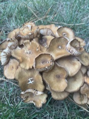 Desarmillaria tabescens